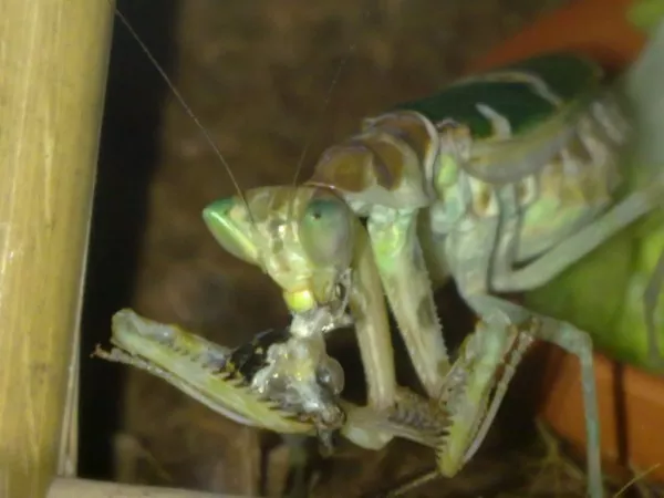 Kudlanka Creobroter Elongata