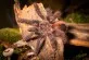 Sklípkan kovový  (Avicularia metallica)