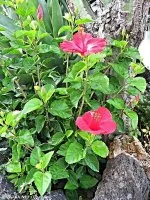 Hibiscus rosa sinensis | connic