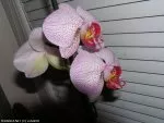 Phalaenopsis   | zelvik58