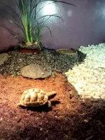 Nejroztomilejší mazlík