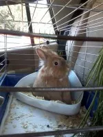 Nejroztomilejší mazlík