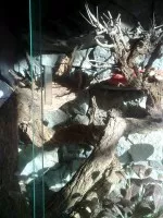 Nejhezčí terárium