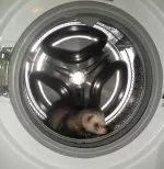 Nejhravější mazlík