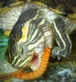 Nejdivočejší mazlík