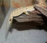 Nejprapodivnější mazlíčkova póza :)