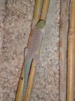 Nejprapodivnější mazlíčkova póza :)