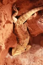 Nejprapodivnější mazlíčkova póza :)