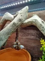 Nejprapodivnější mazlíčkova póza :)