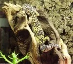 Nejprapodivnější mazlíčkova póza :)