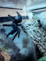 Nejstrašidelnější mazlík