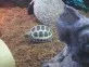 želva čtyřprstá