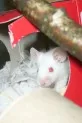 Myš Domácí