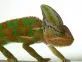 Chameleon jemenský  (Chamaeleo calyptratus)