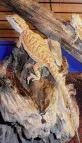 Agama vousatá  (Pogona vitticeps)
