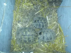 1.3.2014 - první želvy ve výběhu.