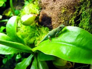 Nový obyvatel paludária- Lygodactylus williamsi