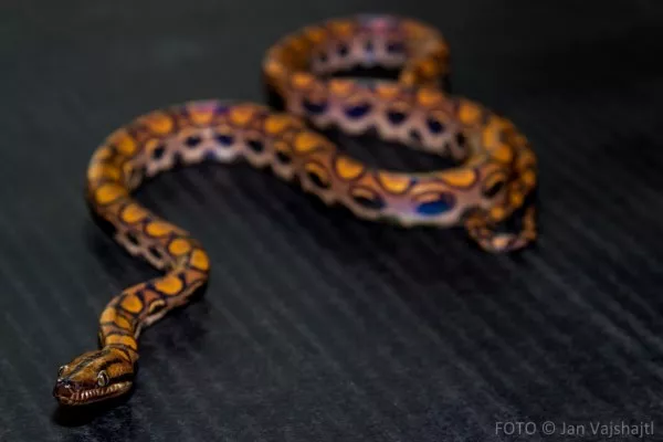 Booidea Boidae