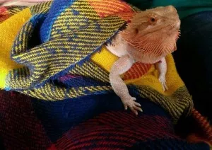 Pogy a její oblíbená deka. :-)