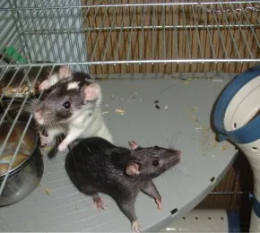 Potkaní revír