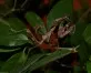Kudlanka malajská  (Deroplatys dessicata)