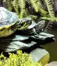 Želva Žíhaná  (Pseudemys concinna)