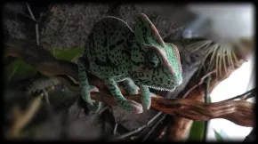Leia - Chameleón jemenský