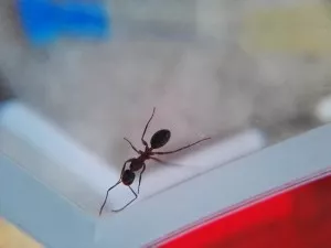 mravenec na průzkumu