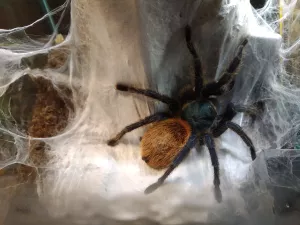 Chromatopelma cyaneopubescens - samice Chromatopelma cyaneopubescens - samice