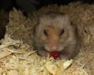 Bertík papá jahůdku ❤ Bertík papá jahůdku ❤
