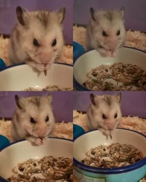 Bertík jí sušené moučné červy ❤ Bertík jí sušené moučné červy ❤