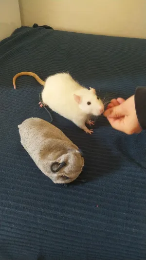 kamarádka z ponožky (výtvarná výchova - šití)