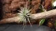 Tilandsia Ionantha Green