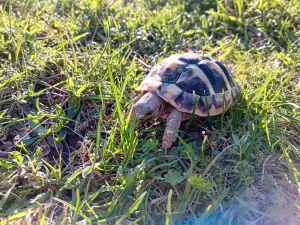 želva na pastvě želva na pastvě