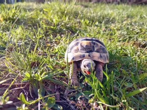 želva na pastvě želva na pastvě