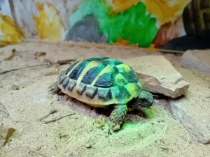 želva pod vyhřejvátkem (podle foťáku je teplo zelené)