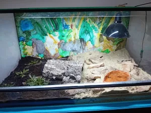 krásně uklizené terárium