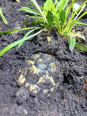 želva v hlíně a pod jitrocelem