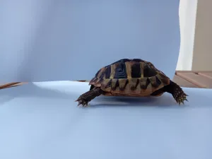 želva bezhlavě prchající před focením