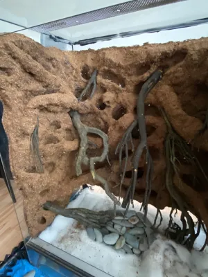 Umístění kořenů.