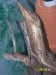 Agama vousatá  (Pogona vitticeps)