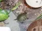 Želva Nelsonova  (Pseudemys nelsonii)