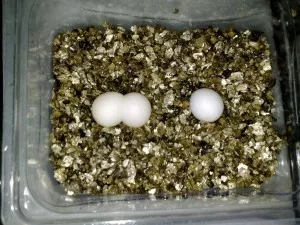 Tří vajíčková 2. snůška