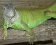 Leguán zelený  (Iguana iguana)