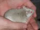 Krysa malá  (Mastomys coucha)