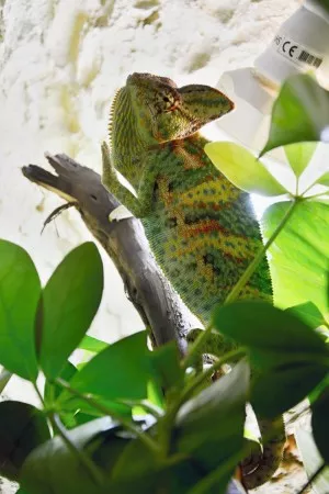 chameleon jemenský