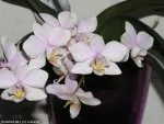 Phalaenopsis   | zelvik58